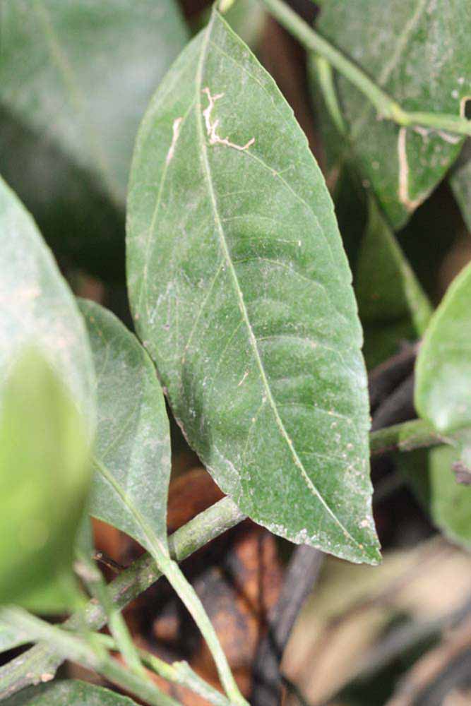             Unifoliolate leaf (Riverside, CA)       